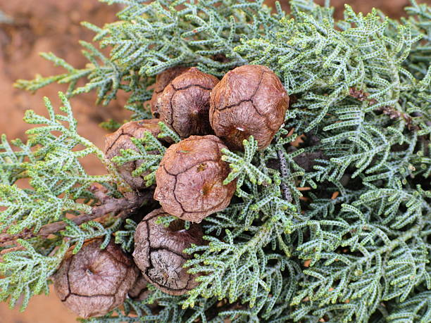 Close up of Arizona Cypress (Cupressus arizonica)tree cones.