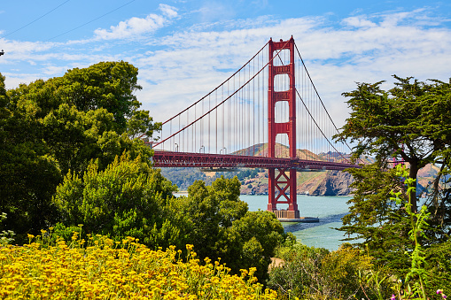 Image of Golden Gate Bridge framed by wildflowers and trees on shoreline with view of bay
