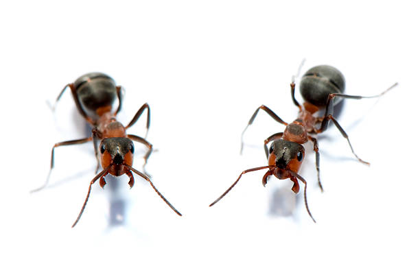 Curious ants stock photo