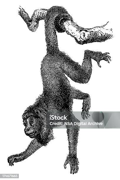 Macaco - Arte vetorial de stock e mais imagens de Macaco - Macaco, Macaco antropoide, Estilo Vitoriano