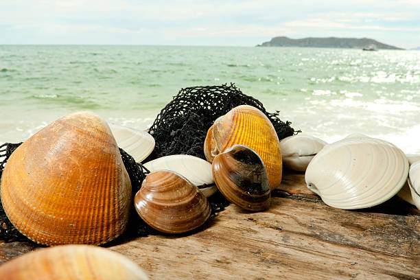 раскладушек на море - mussells стоковые фото и изображения