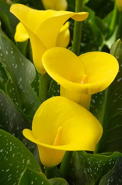Photo of Close-up of Yellow Calla Lilies