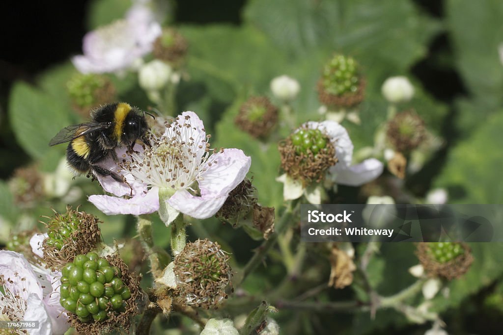 꿀벌 pollinating blackberry bramble 아이리스입니다 영국 대한 - 로열티 프리 0명 스톡 사진