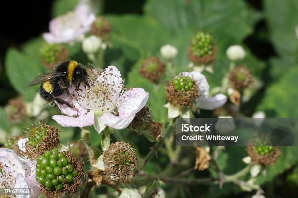 꿀벌 Pollinating Blackberry Bramble 아이리스입니다 영국 대한 0명에 대한 스톡 사진 및 기타 이미지 - 0명, 곤충, 꽃-식물