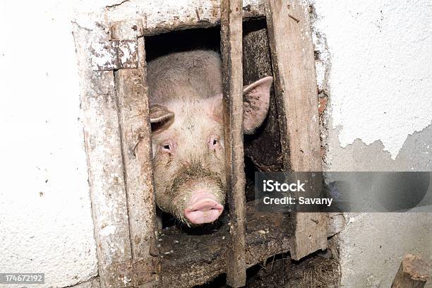 Foto de Porco e mais fotos de stock de Porco - Porco, Tristeza, Animal