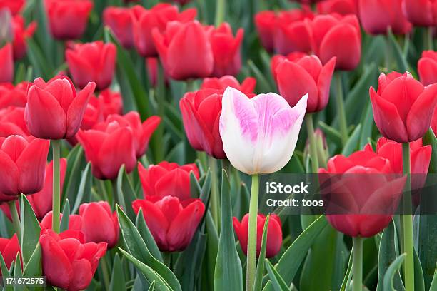 Field Von Tulpen Xxxl Stockfoto und mehr Bilder von Bildschärfe - Bildschärfe, Bizarr, Blume