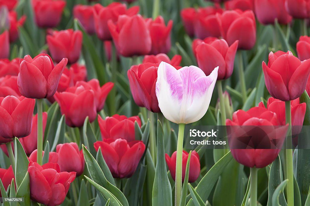 Campo de tulipas (XXXL - Foto de stock de Agricultura royalty-free