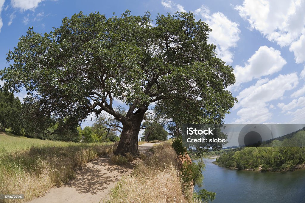 California oak tree on top of a river cliff Old California oak tree on the edge of a cliff over the river. Accessibility Stock Photo