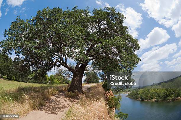 California Oak Tree On Top Of A River Cliff Stock Photo - Download Image Now - Accessibility, At The Edge Of, Branch - Plant Part