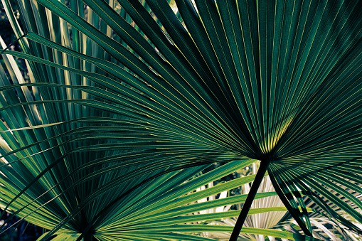 Green tropical banana palm leaves natural texture abstract background