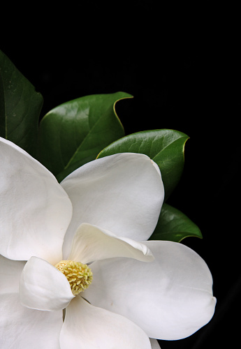 Beautiful white magnolia isolated on black