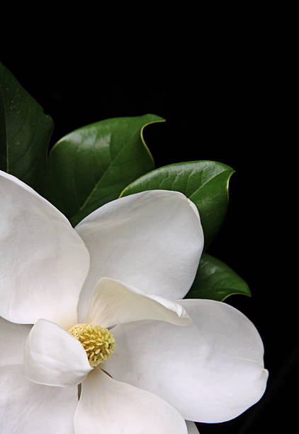 белый, магнолиевый - magnolia southern usa white flower стоковые фото и изображения