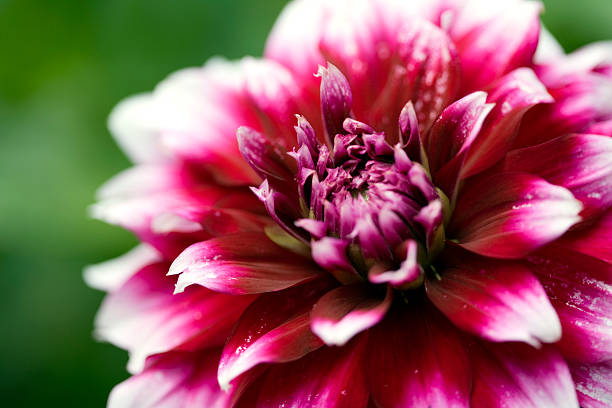 istock macro shot of a flower blossom 174673090