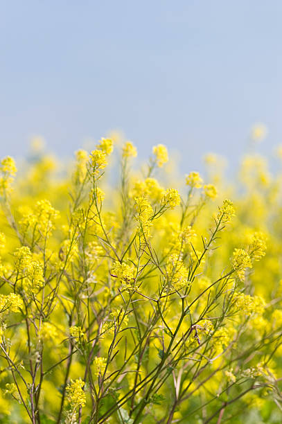 Oilseed Rape (Brassica napus) stock photo