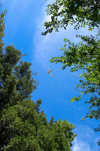 istock Airplane flying above the trees, bottom view, blue sky 1746732148
