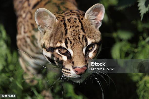 Ocelote Retrato Foto de stock y más banco de imágenes de Ocelote - Ocelote, Animal, Belleza