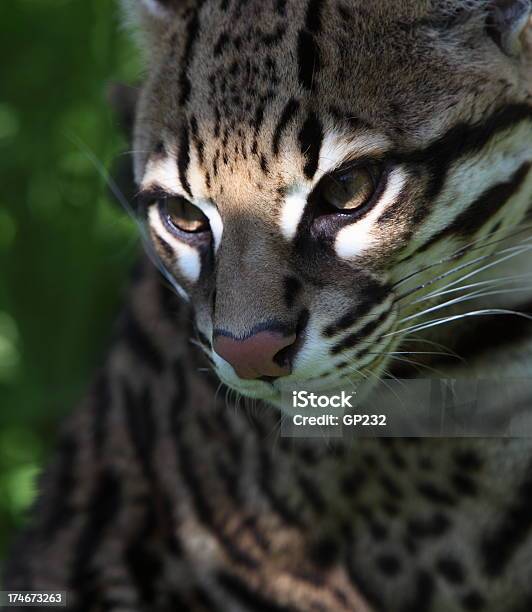 Ocelot Złowionych W Świetle - zdjęcia stockowe i więcej obrazów Ocelot - Ocelot, Bliskie zbliżenie, Dziki kot