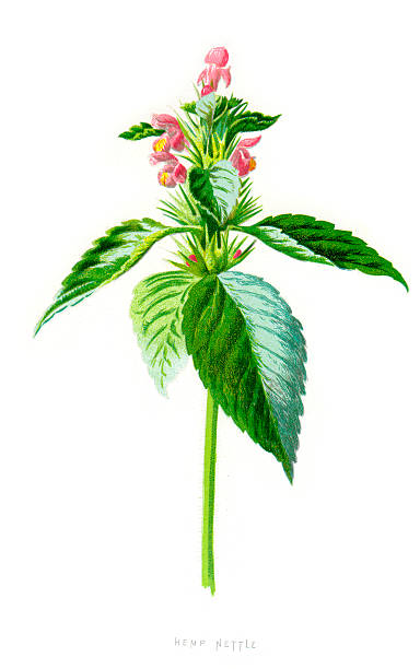 stockillustraties, clipart, cartoons en iconen met common hemp nettle - galeopsis tetrahit - lipbloemenfamilie illustraties