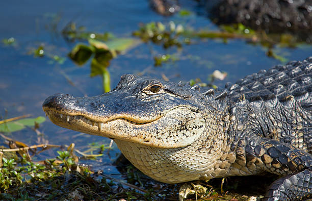 악어-smiley - alligator 뉴스 사진 이미지