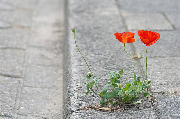 istock Poppies growing on the street 174673467