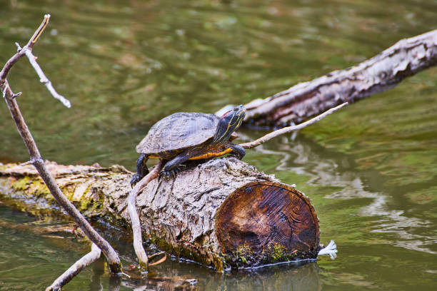 istock Proud snapping turtle standing on log in water 1746734970