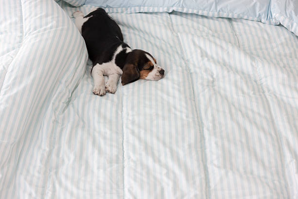 Sleepy puppy dog on a comfortable bed.