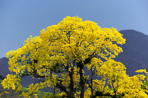 Dong Nai, Vietnam - February 13th, 2021: Tourists take pictures by the ancient apricot tree in full bloom in the countryside on a spring morning in Dong Nai, Vietnam