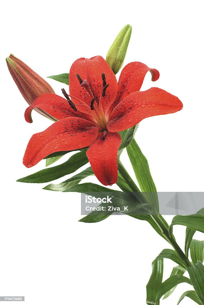 O Red lily - Foto de stock de Lírio royalty-free