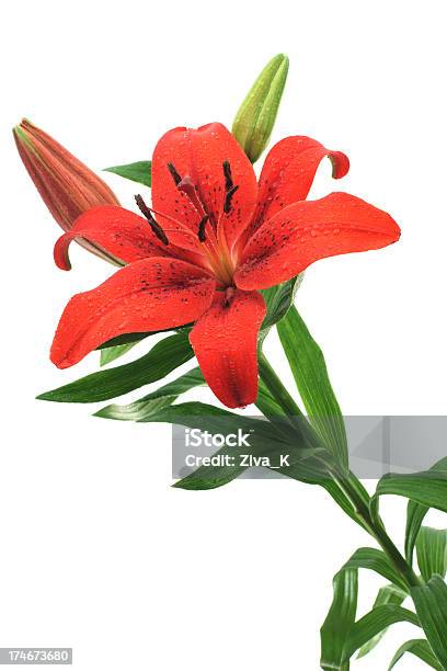 Foto de O Red Lily e mais fotos de stock de Lírio - Lírio, Vermelho, Beleza