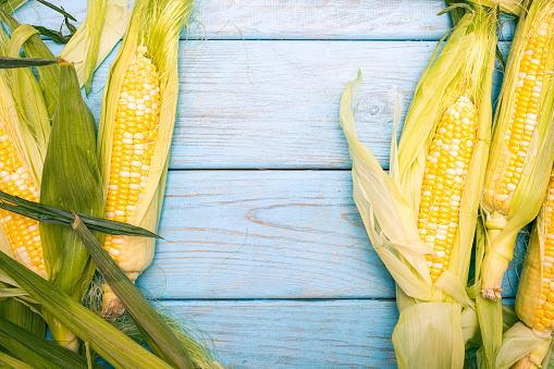 Ripe corn cobs on a blue rustic wooden table surface.