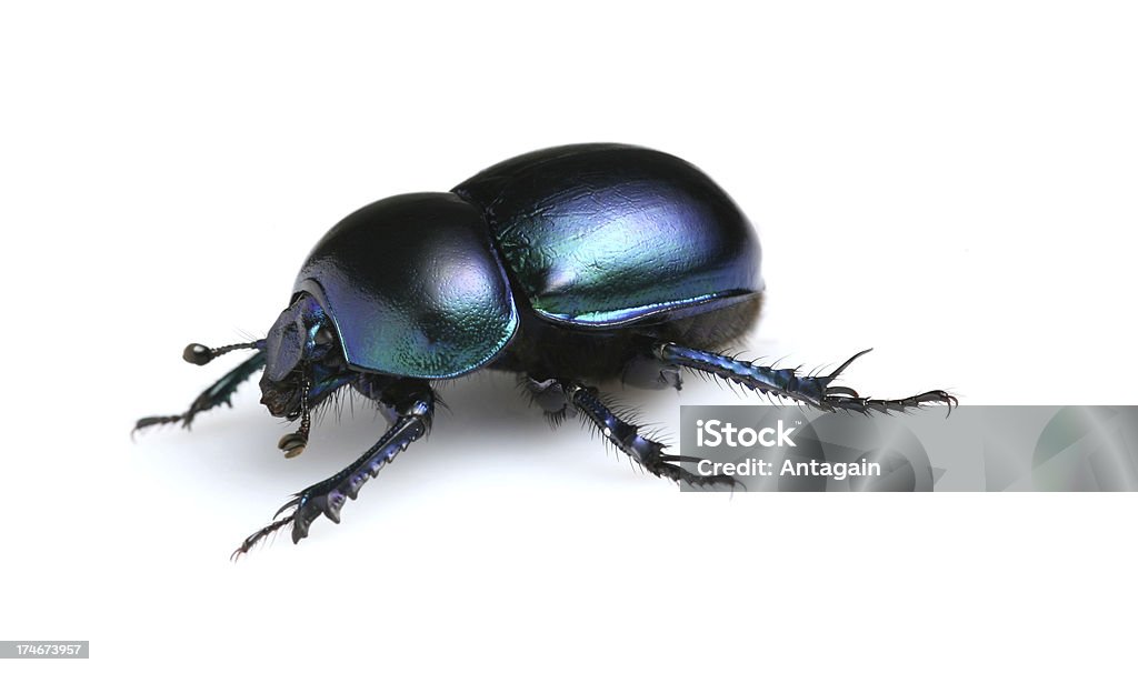 beetle - Zbiór zdjęć royalty-free (Białe tło)