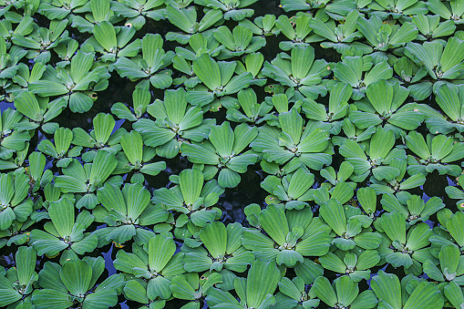 Pistia is a genus of aquatic plants in the arum family, Araceae.  The single species it comprises, Pistia stratiotes, is often called water cabbage, water lettuce, Nile cabbage, or shellflower.