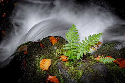 Fern plant leaves on a wet boulder, covered with green moss over a mountain water stream. Autumn background. Nature freshness concept.