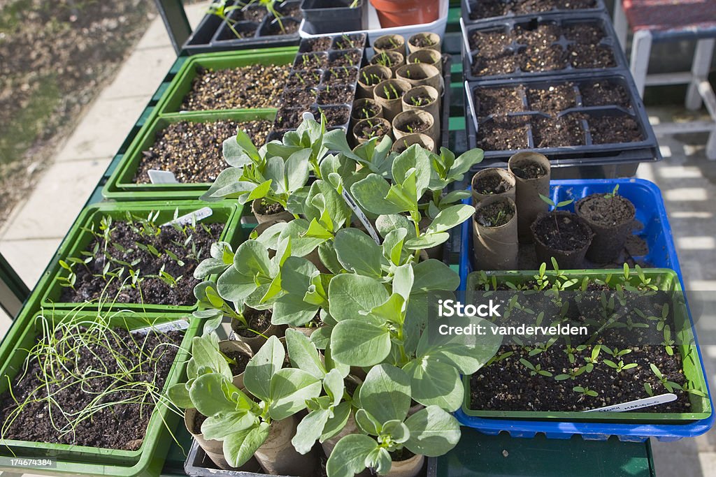 Frijoles y otros Seedlings amplio - Foto de stock de Comidas y bebidas libre de derechos