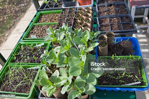 広範な豆やその他の Seedlings - ガーデニングのストックフォトや画像を多数ご用意 - ガーデニング, グリーンハウス, ソラマメ