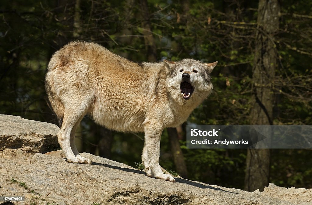 Heulenden Wolf - Lizenzfrei Heulen Stock-Foto