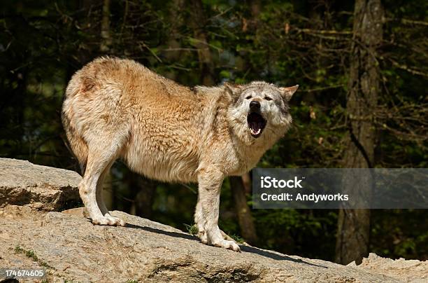 Heulenden Wolf Stockfoto und mehr Bilder von Heulen - Heulen, Wolf, Baum