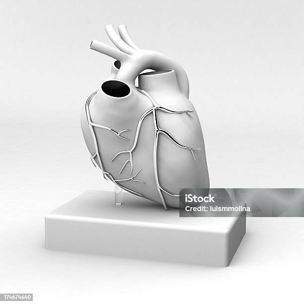 Corazón Humano Foto de stock y más banco de imágenes de Corazón humano - Corazón humano, Modelo, Anatomía