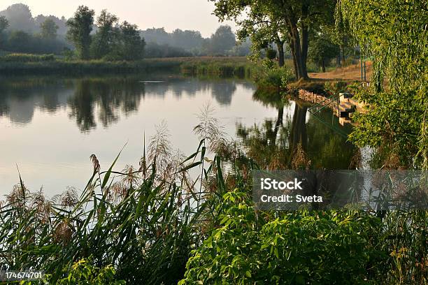 Calm Evening Stock Photo - Download Image Now - Beauty In Nature, Cattail, Color Image