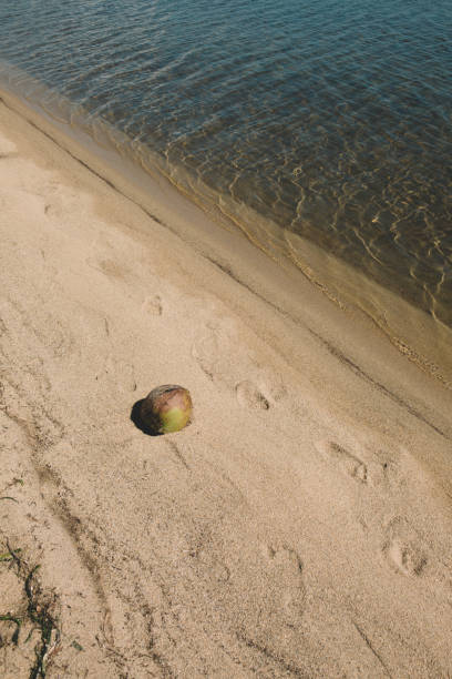istock Coconut on Sandy Sea Shore 1746747418
