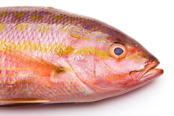 Fresh Red Snapper Subject: A cleaned and prepared fresh yellow banded red snapper on a white background. snapper head stock pictures, royalty-free photos & images