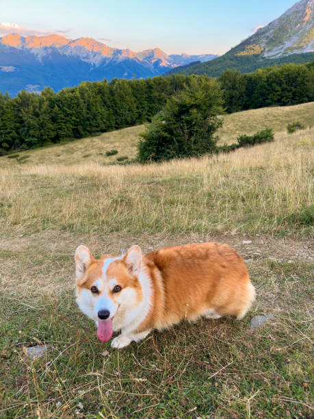 istock Adorable red-white corgi resting on a high mountain meadow 1746748466