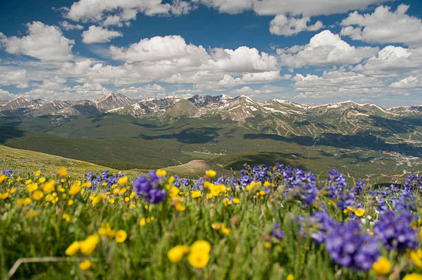 Yellow and Blue Mountain Wildflowers "Wildflowers in bloom atop Baldy Mountain in Summit County, Colorado." summit county stock pictures, royalty-free photos & images