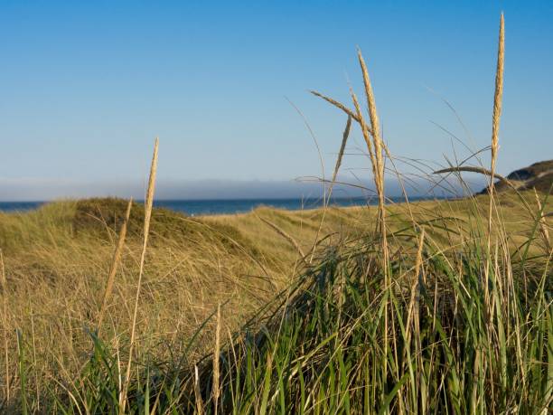 l'erba paludosa è andata a seme con le dune di sabbia di cape cod e l'oceano atlantico in lontananza - cape cod new england sea marsh foto e immagini stock