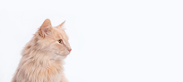 Studio portrait of adorable cat looking at camera with suspicious expression. Close-up angry cat lying down on the white table.