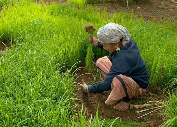 istock Karen Woman Transplanting Rice 174675038