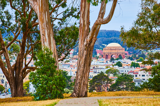 Image of Sidewalk to old sycamore tree trunk with Roman styled Palace of Fine Arts in city