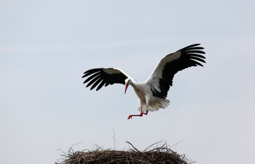 Stork landing