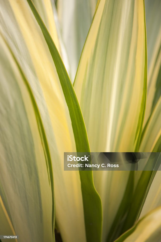 Anoli Agave, de succulents, gros plan, Plant, arrière-plan - Photo de Abstrait libre de droits