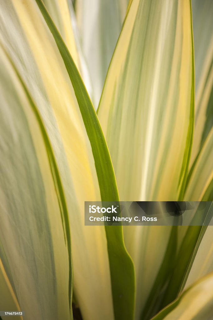 Multicolor Agave, Succulent, Close-up, plantas, abstrato - Royalty-free Abstrato Foto de stock